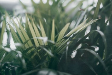 Pencerenin karanlık sesi dışında bulanık tropikal yeşil yaprak