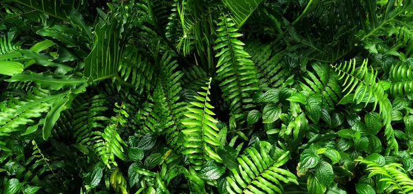 Vertical Garden Tropical Green Leaf Contrast — Stock Photo, Image