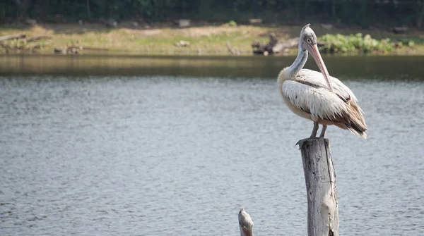 Pelikanvogel Steht Vor Dem See — Stockfoto