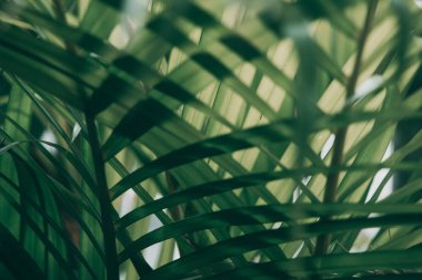 Pencerenin karanlık sesi dışında bulanık tropikal yeşil yaprak