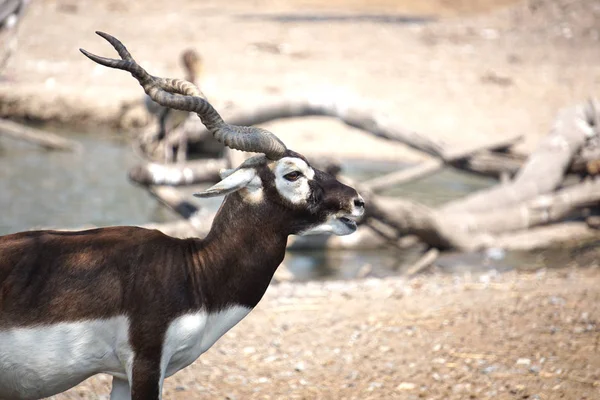 Antilopa Jelení Jelen Stojící Před Jezero — Stock fotografie
