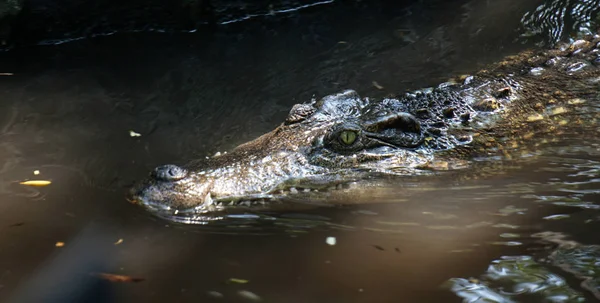 Big Crocodile North Thailand — Stock Photo, Image
