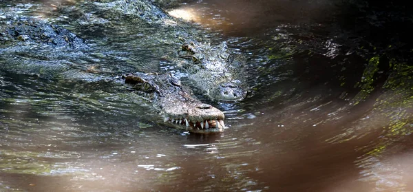 Nagy Krokodil Észak Thaiföld — Stock Fotó