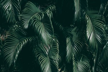 Tropik yeşil yapraklı dikey bahçe, koyu ton