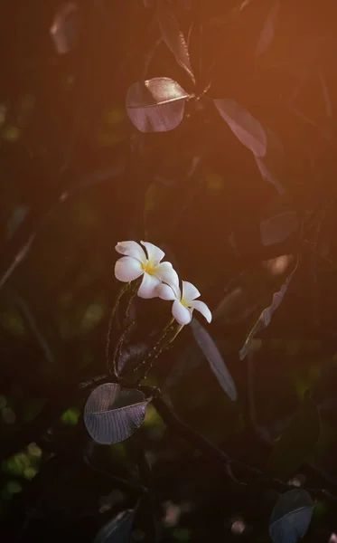 공원에서 Plumeria — 스톡 사진