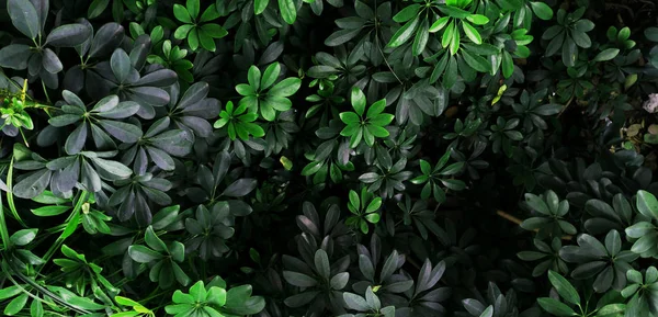 Вертикальный Сад Тропическим Зеленым Листом Контраст — стоковое фото