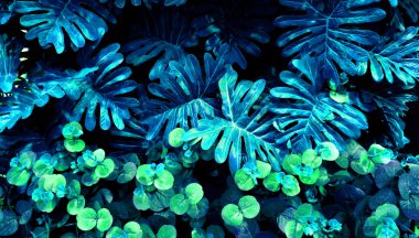 Karanlık arka planda tropikal yaprak ormanı parlıyor. Yüksek karşıtlık.