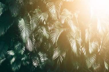 Tropikal yaprak yeşil, koyu tonu ile güneş ışığı ile dikey bahçe.