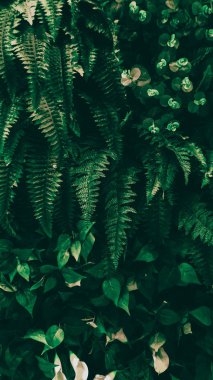 Tropik yeşil yapraklı dikey bahçe, koyu ton