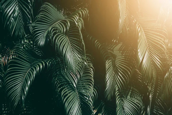 Tropikal yaprak yeşil, koyu tonu ile güneş ışığı ile dikey bahçe.