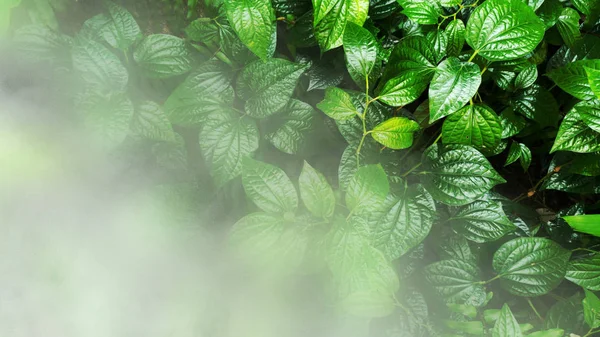 Vertikal Trädgård Med Tropiska Grönt Blad Med Dimma Och Regn — Stockfoto