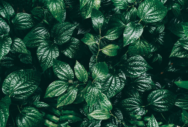 Vertical garden with tropical green leaf, Dark tone