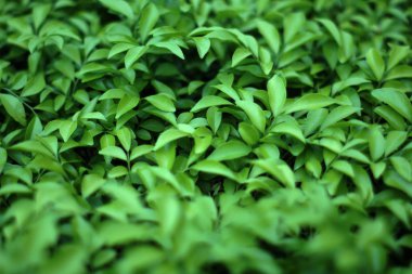 Tropikal yaprak yeşil, kontrast ile bulanık dikey bahçe