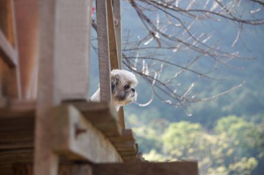 Shih-tzu köpek evi balkonda duran ve dağ baktı.