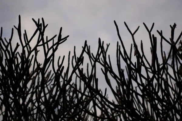 Groep Van Silhouet Plumeria Tak Ochtend Hemelachtergrond — Stockfoto