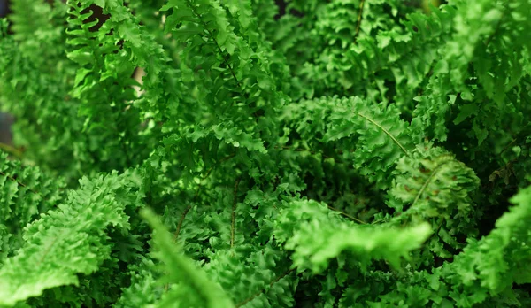 Jardin Vertical Avec Feuille Verte Tropicale Contraste — Photo