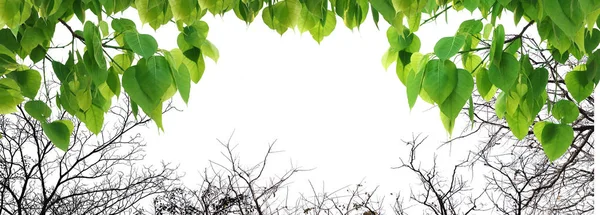 Árbol Hoja Verde Bodhi Aislado Sobre Fondo Blanco —  Fotos de Stock