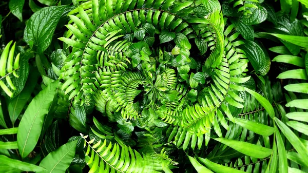 Jardim Vertical Com Folha Verde Tropical Contraste — Fotografia de Stock