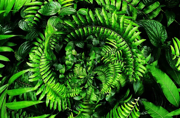 Vertical Garden Tropical Green Leaf Contrast — Stock Photo, Image