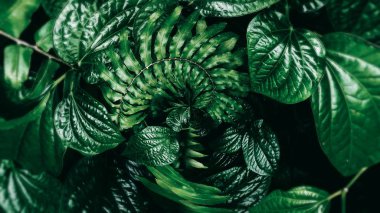 Tropik yeşil yapraklı dikey bahçe, koyu ton