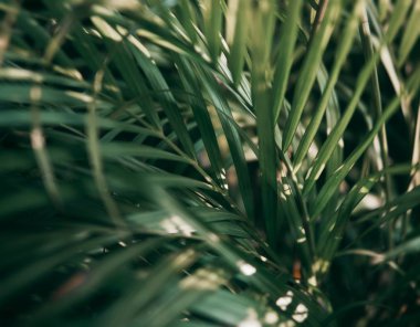 Koyu tonda bulanık tropikal yeşil yaprak.