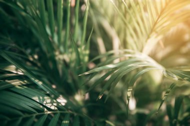 Koyu tonda bulanık tropikal yeşil yaprak.