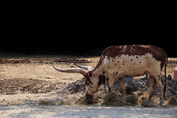 Texas Longhorn Cow Nature Park — Stock Photo, Image