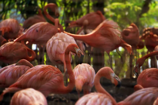 Group of Pink flamingo in the nature park.