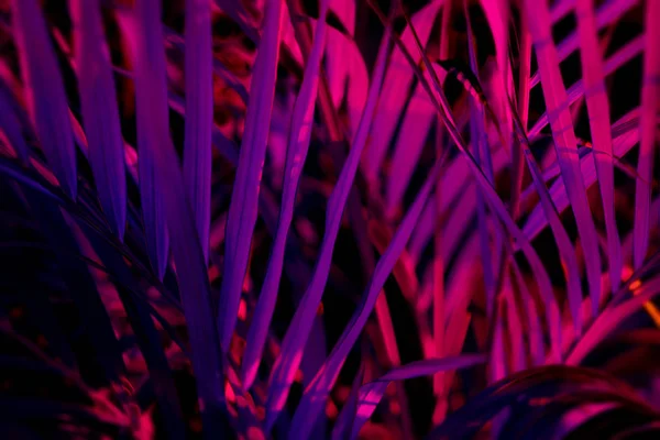 Floresta Folhas Desfocada Tropical Brilha Fundo Luz Preta Alto Contraste — Fotografia de Stock