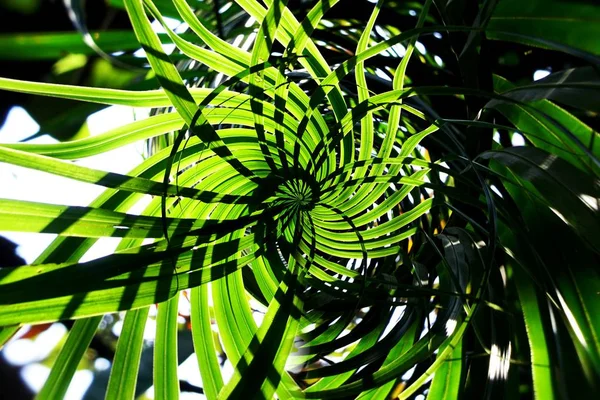 Foglia verde tropicale. — Foto Stock