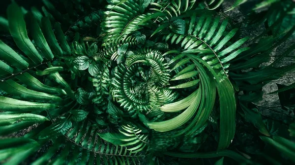 어두운 톤에 열 대 녹색 잎. — 스톡 사진