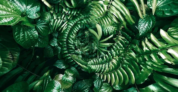 Foglia verde tropicale in tono scuro . — Foto Stock