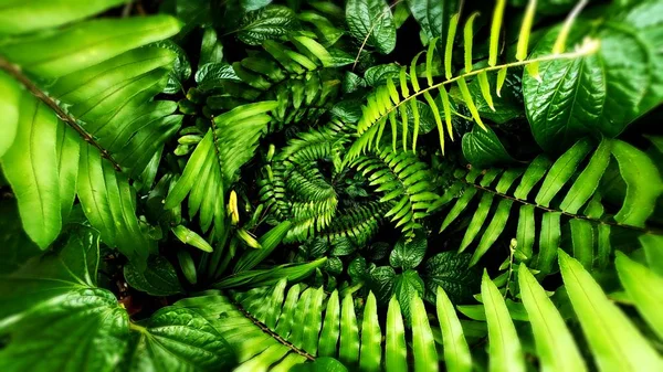 Foglia verde tropicale — Foto Stock