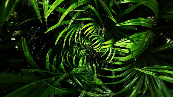 Foglia verde tropicale — Foto Stock