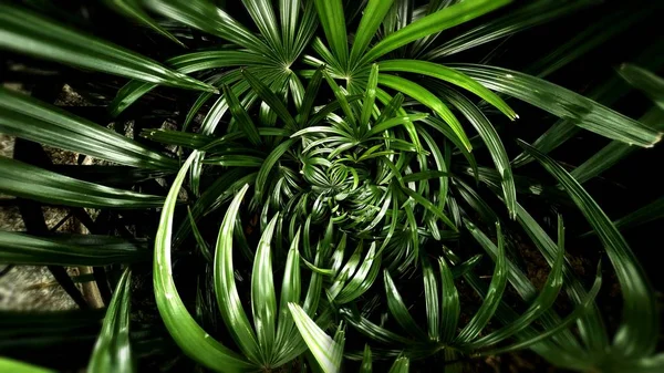 Hoja verde tropical —  Fotos de Stock