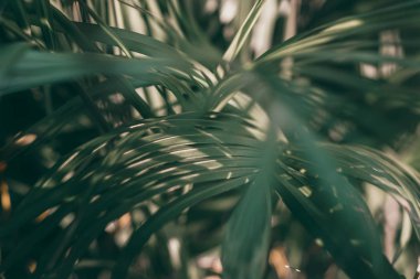 Bulanık tropikal yaprak yeşil arka plan, koyu tonu teması.