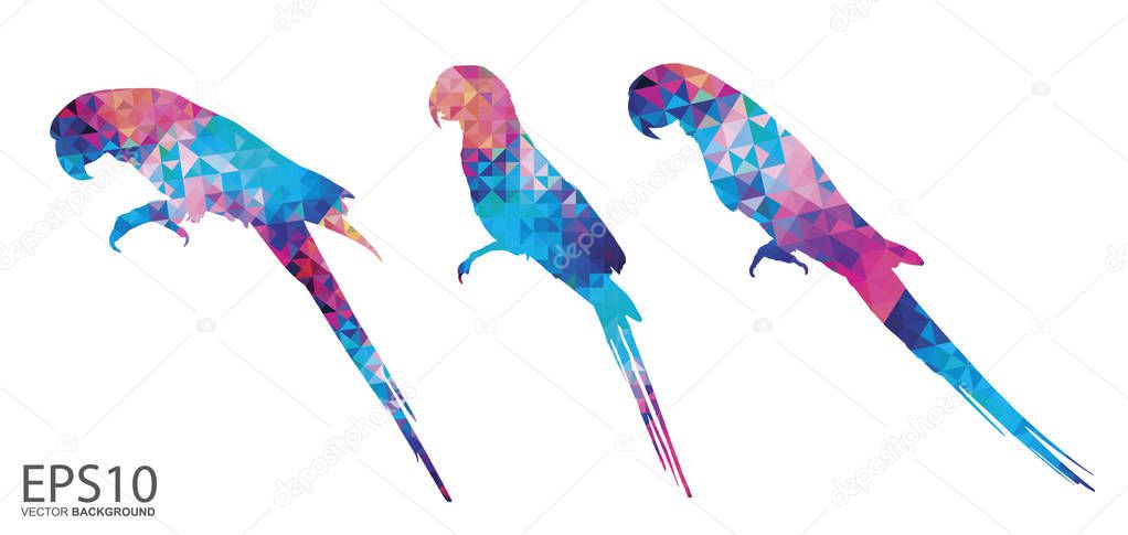 Colorful Macaw bird  pattern background.