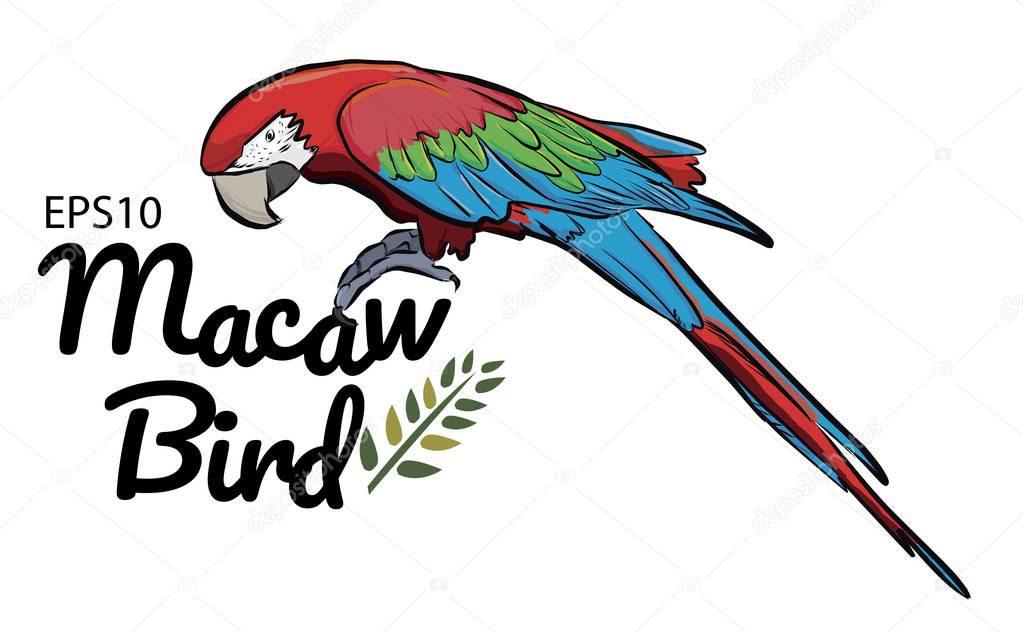 Colorful drawing Macaw bird  pattern background.