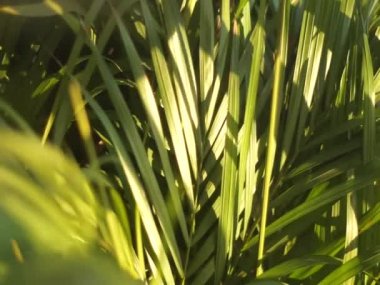 Tropikal yaprak ağaç hareketli rüzgar akşam boyunca.