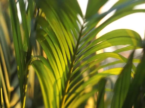 Foglie Dell Albero Tropicale Muoversi Lungo Vento Sera — Video Stock