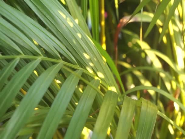 Foglie Dell Albero Tropicale Muoversi Lungo Vento Sera — Video Stock