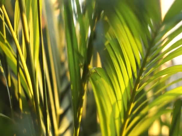 Листья Тропического Дерева Движущегося Ветру Вечером — стоковое видео