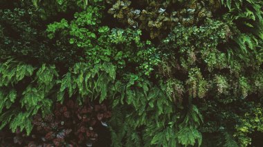 tropik yeşil yaprak 