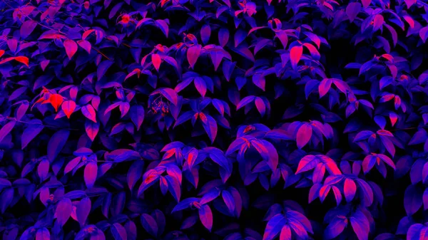 열 대 검은 빛 빛나는 나뭇잎. — 스톡 사진
