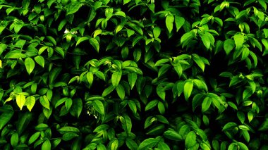 tropik yeşil yaprak 