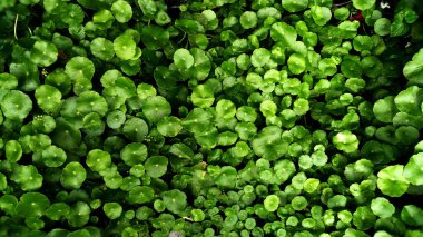 tropik yeşil yaprak 