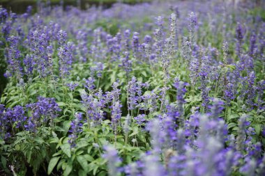 Parkta angelonia çiçek grubu.