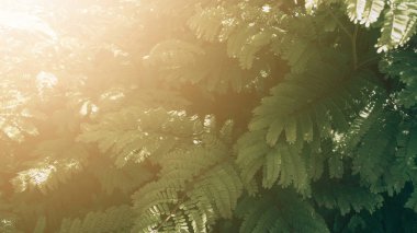 Tropikal yaprak yeşil, koyu tonu ile gündoğumu ile dikey bahçe