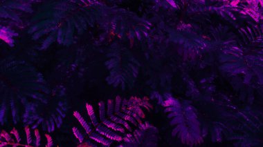 Tropikal siyah ışık parlayan yaprakları.