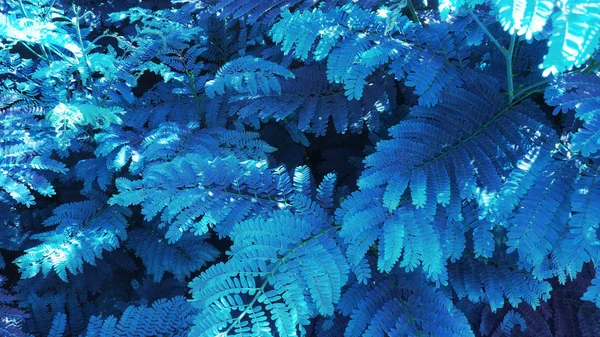 Floresta de folhas tropicais brilham no fundo escuro . — Fotografia de Stock